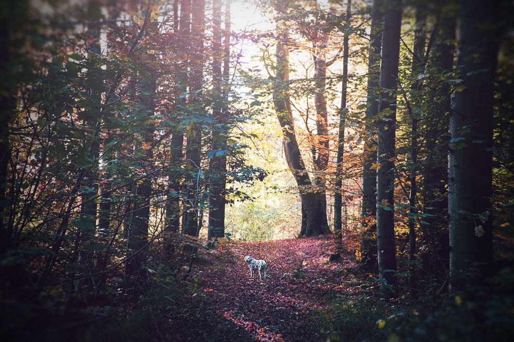 white dog on forest