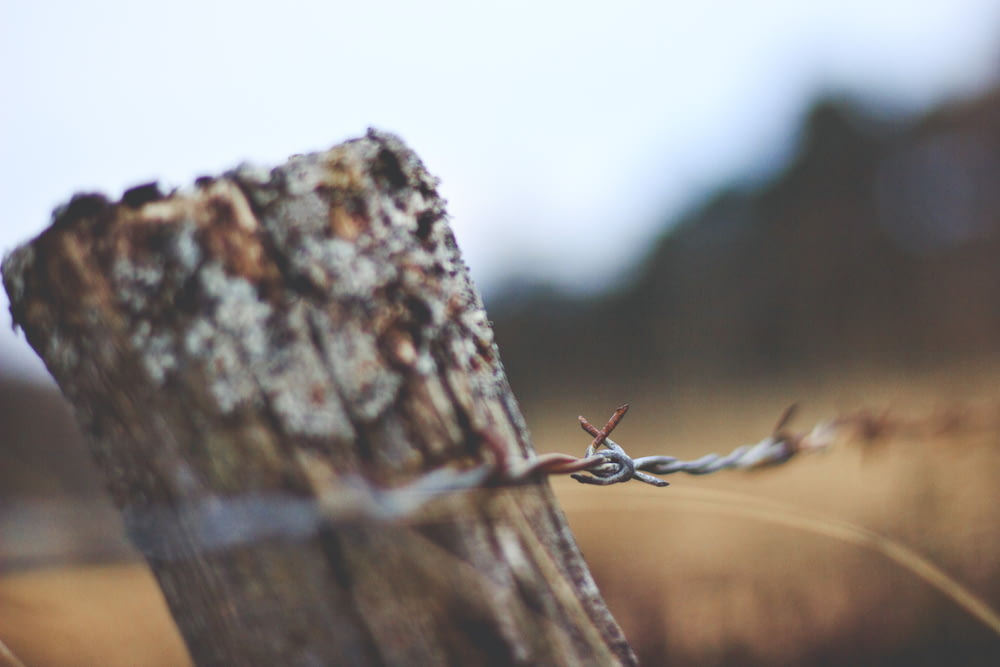 selective focus photo of barbwire