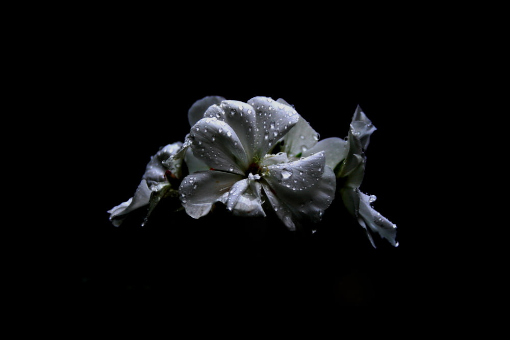 Fotografía macro de flor de pétalos con rocío de agua