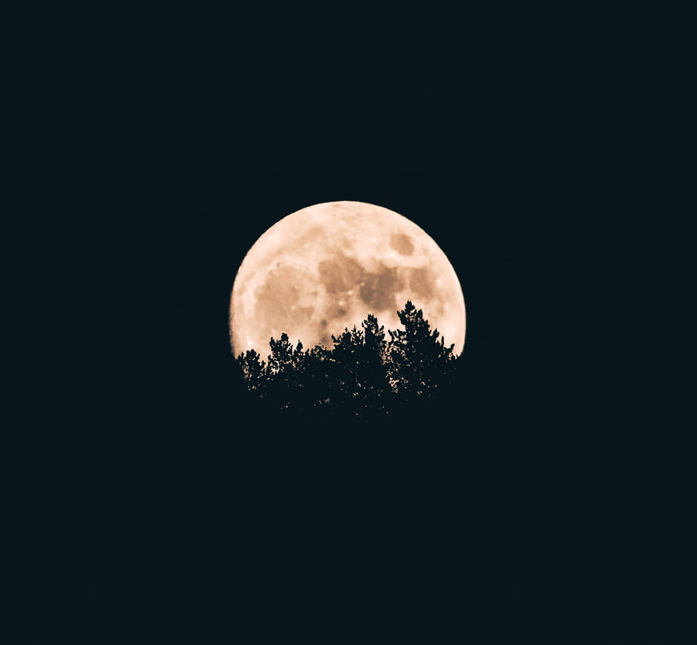 luna piena dietro le sagome di un albero