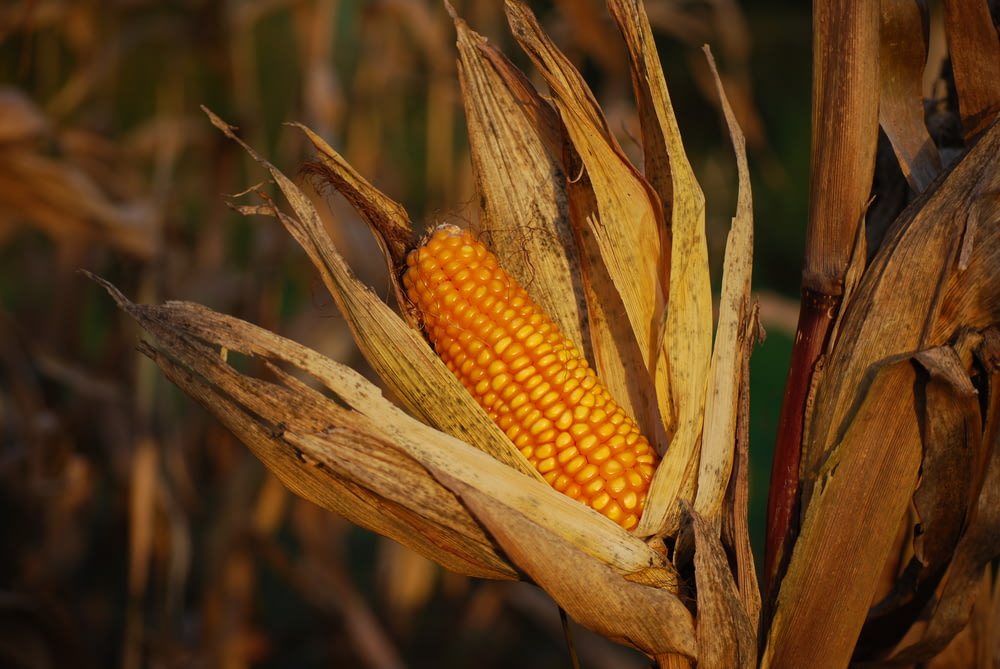 épi de maïs sur la photographie de plantes