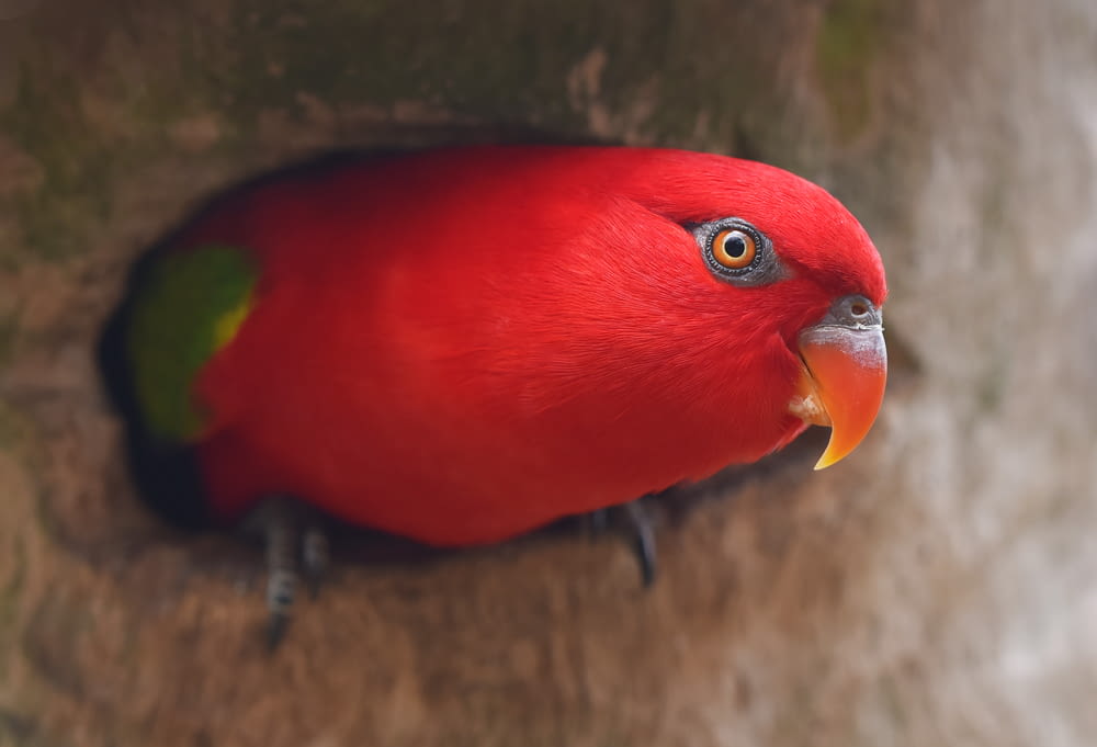 selective focus photography of red bird