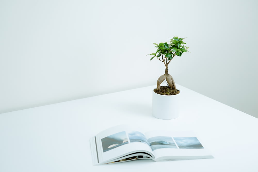 Plante verte en pot près du livre sur la table