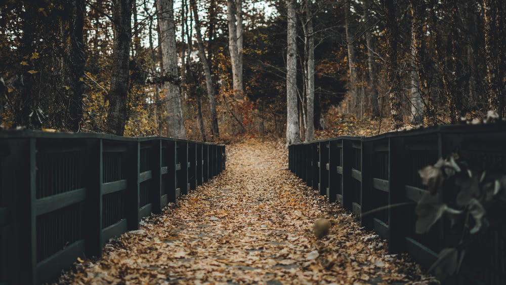 pathway between black wooden fence