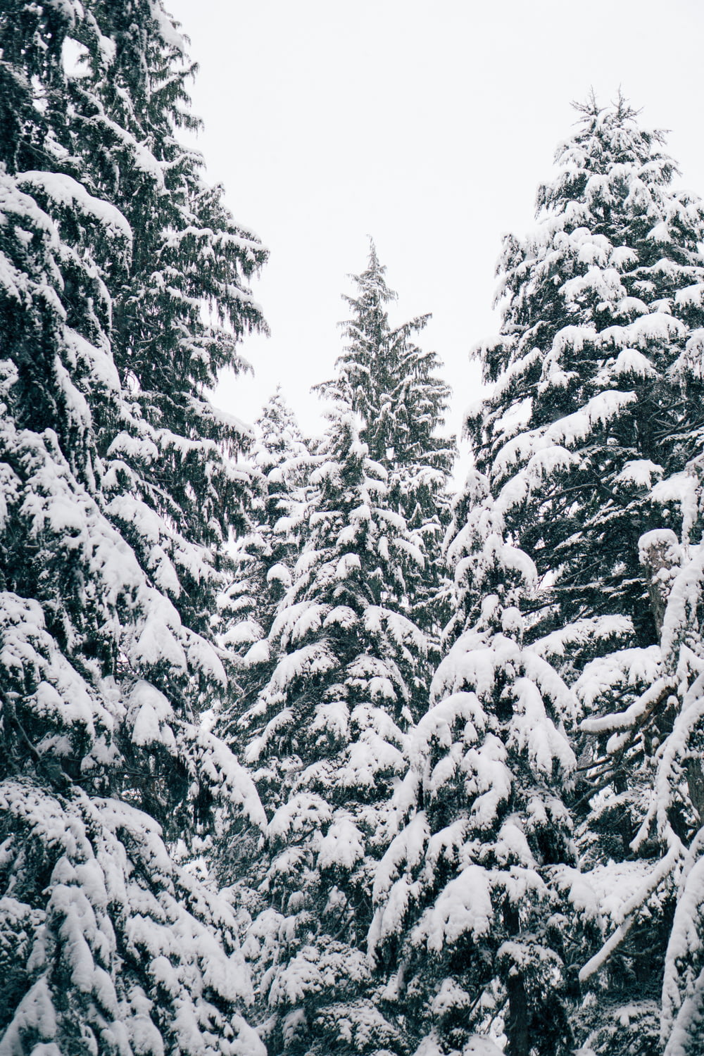 close up photography of pine trees covered with snow