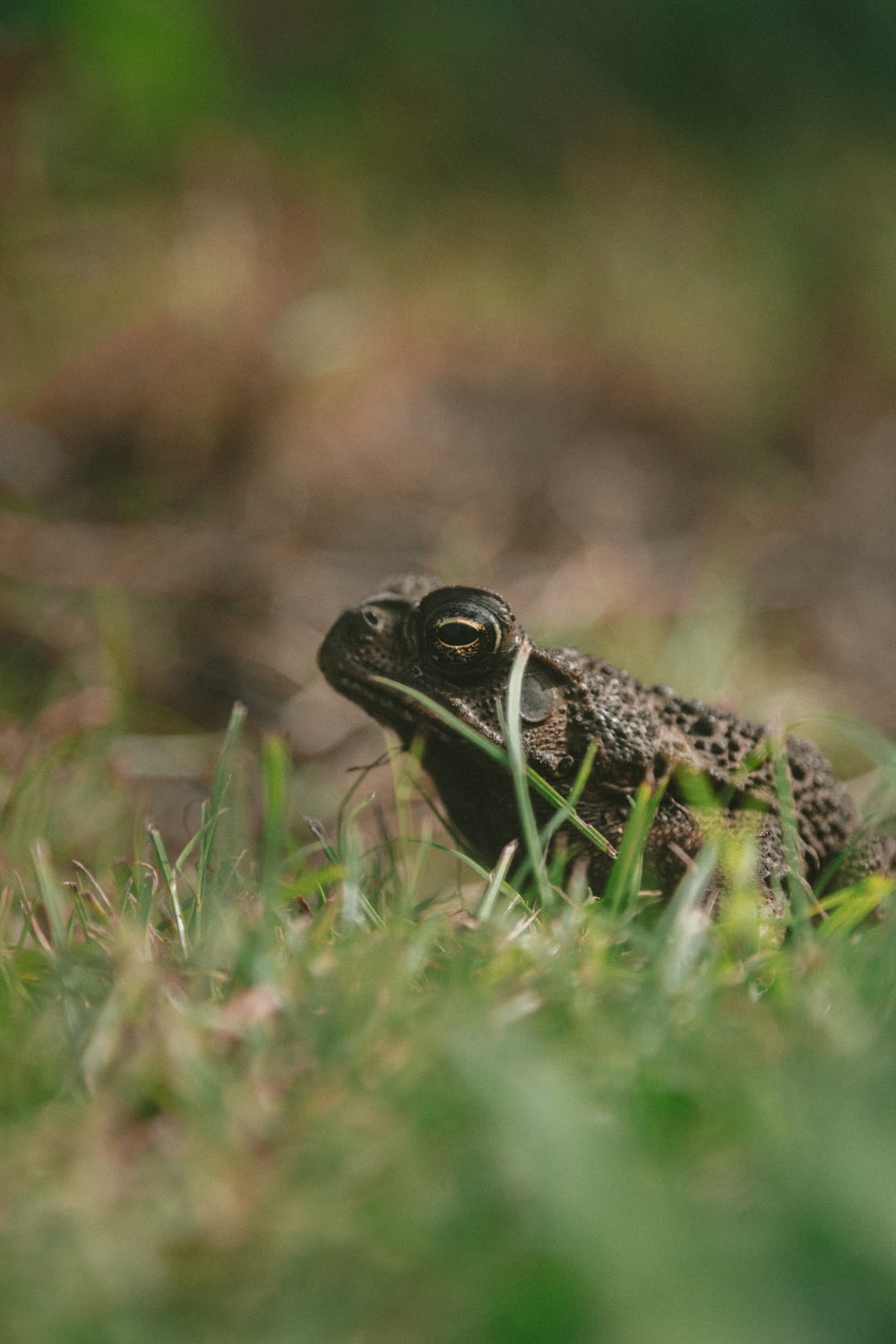 gray frog on grass