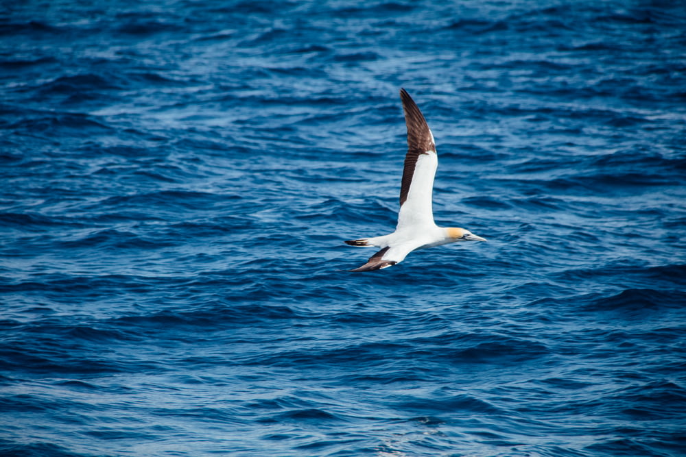 white pelican flying over a body of water