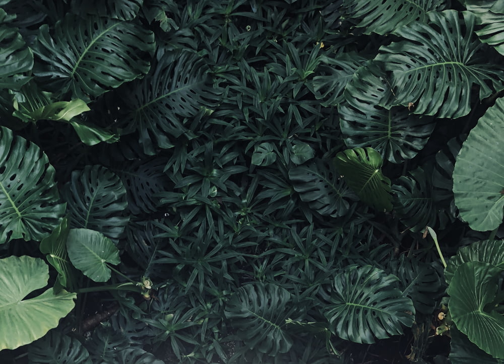foto ravvicinata di piante a foglia verde