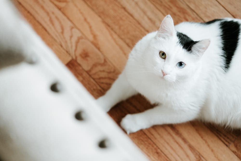 photo of white and black cat laying on floor and looking up view