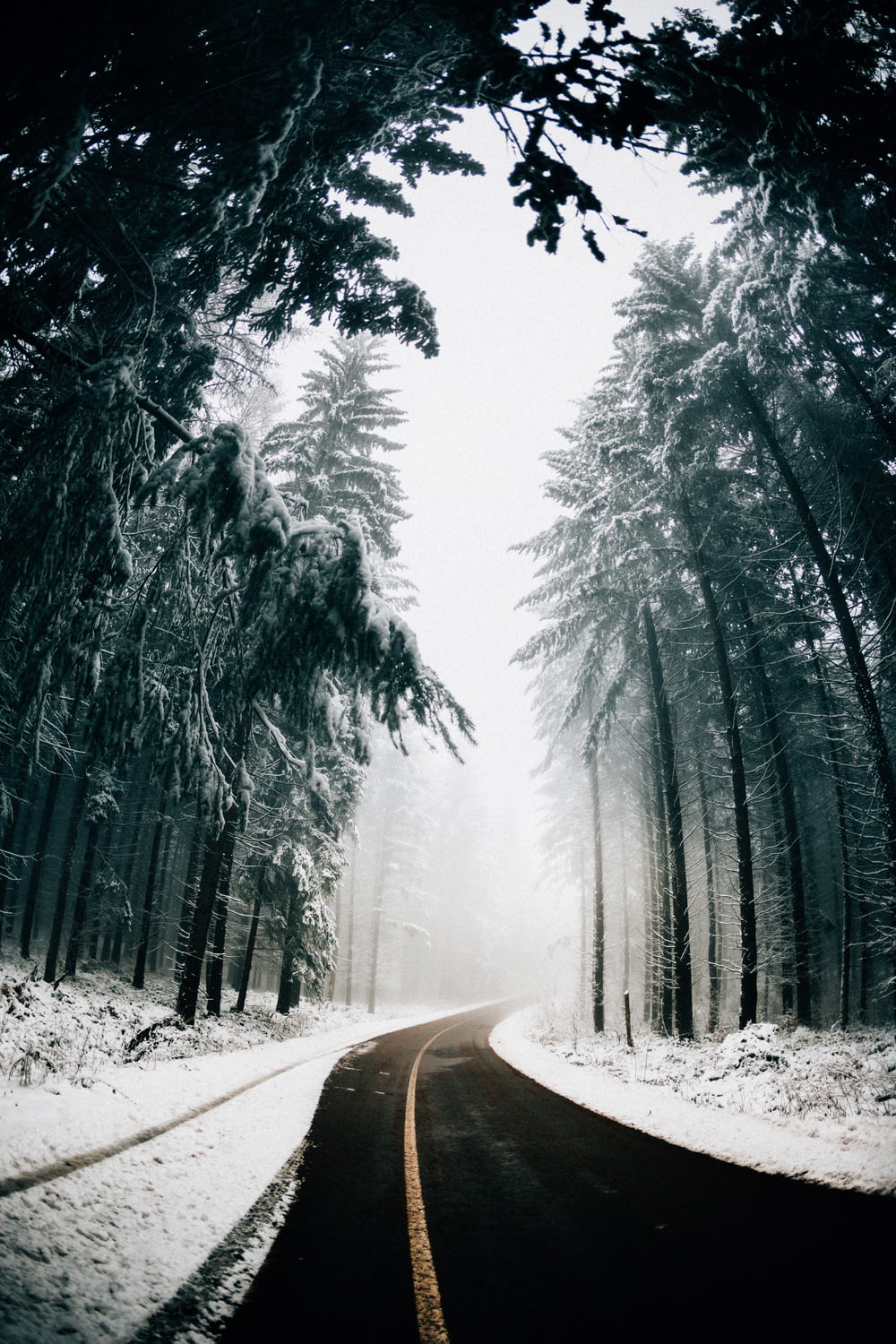 Asphaltstraße zwischen schneebedeckten Bäumen