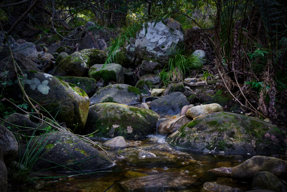 pedras cinzentas com musgo perto do rio e das árvores