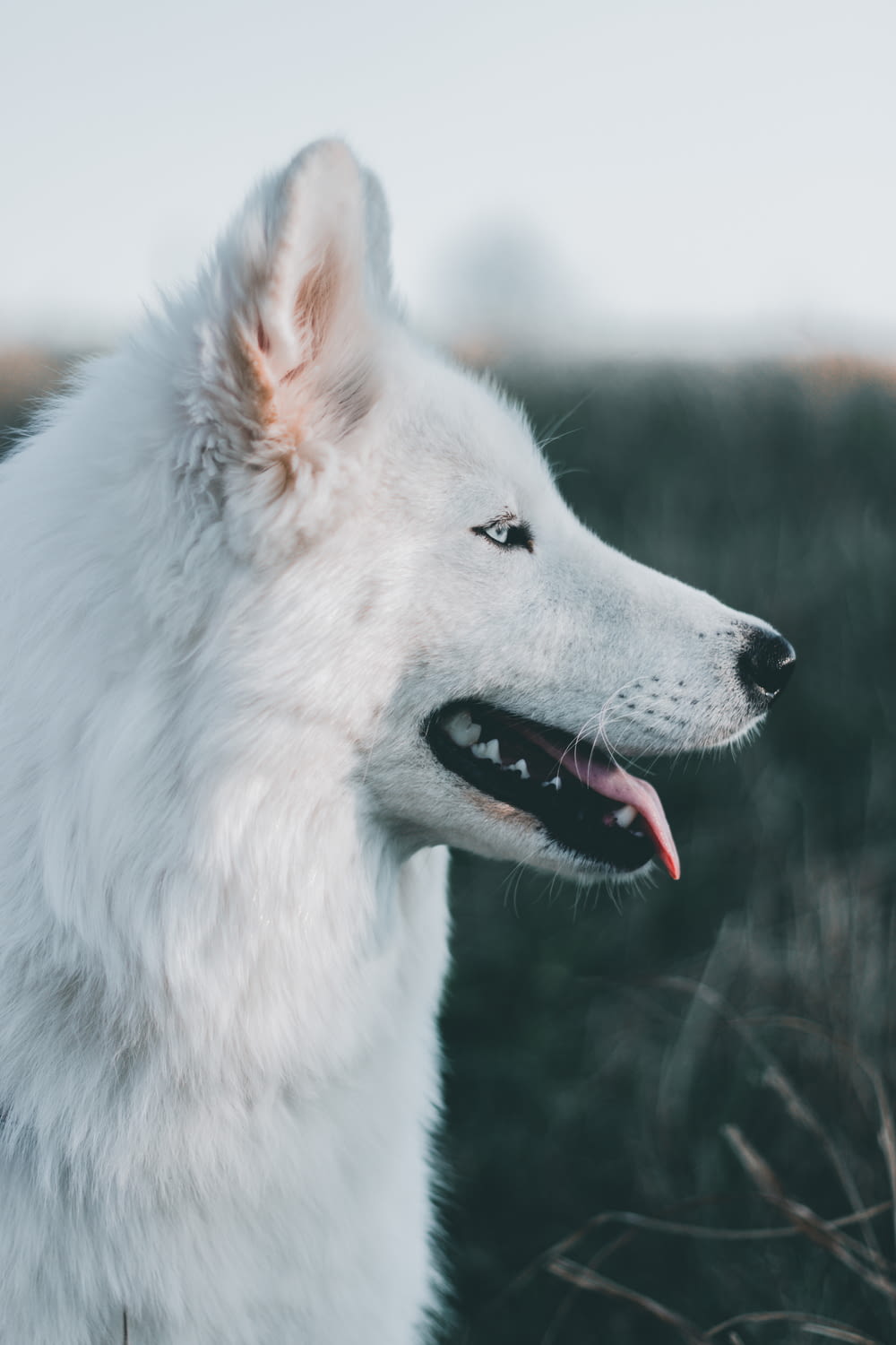 fotografia a fuoco superficiale di cane bianco a pelo lungo