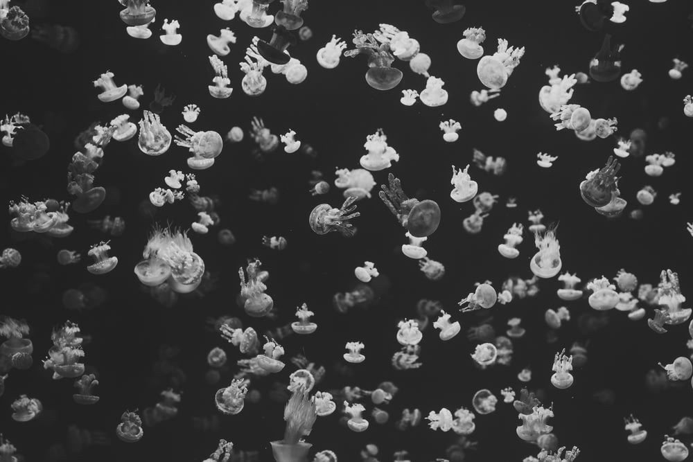 grayscale photography of shoal of jellyfish