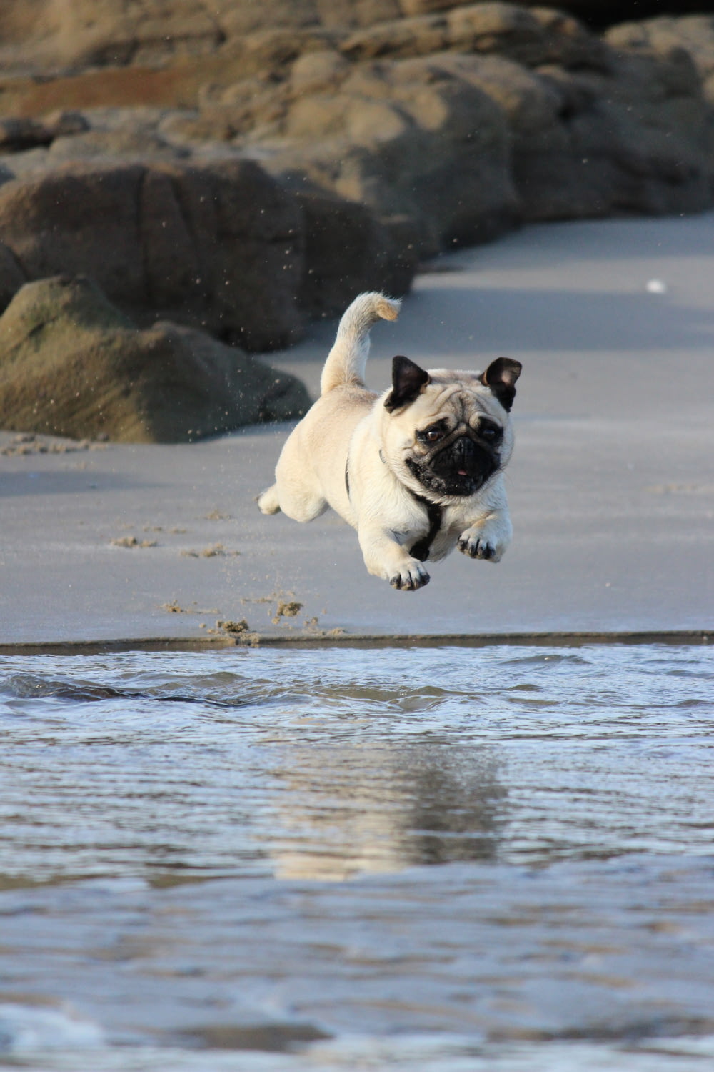 fawn pug jumping on water