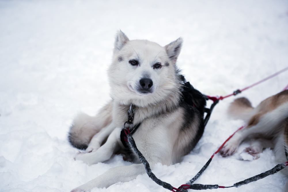 white and black dog lying on snow