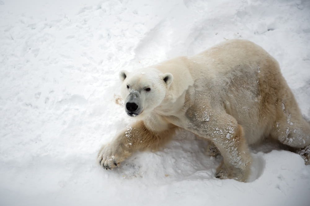 polar bear on snow