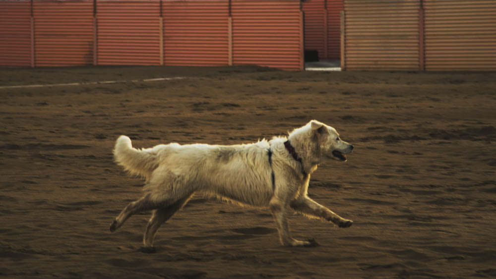 beige dog running on brown sand