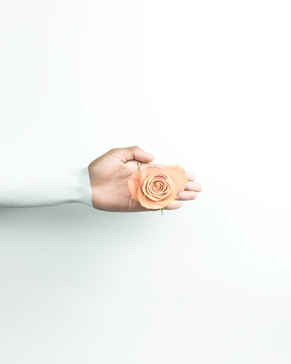 person holding brown flower