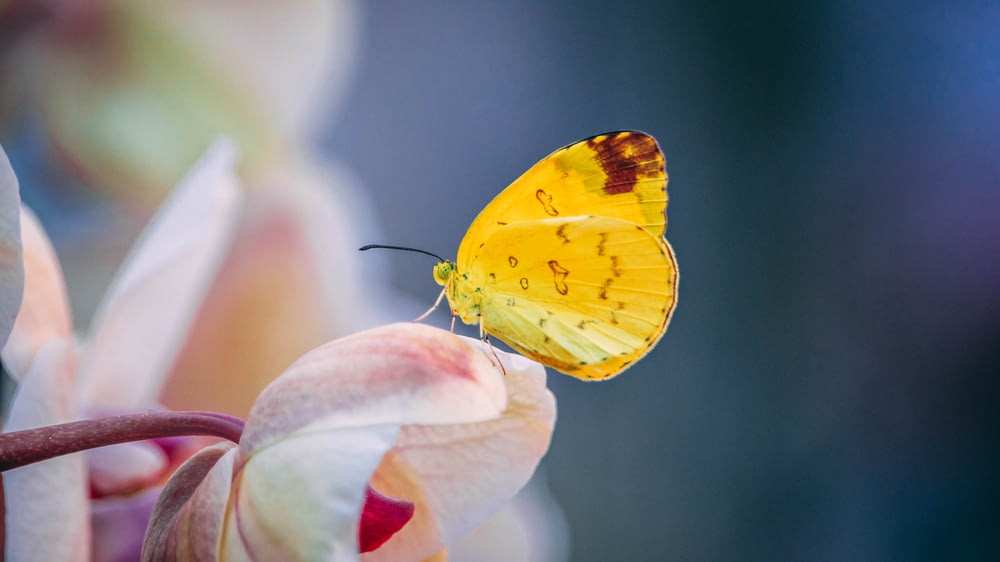 fotografia de foco seletivo de borboleta amarela