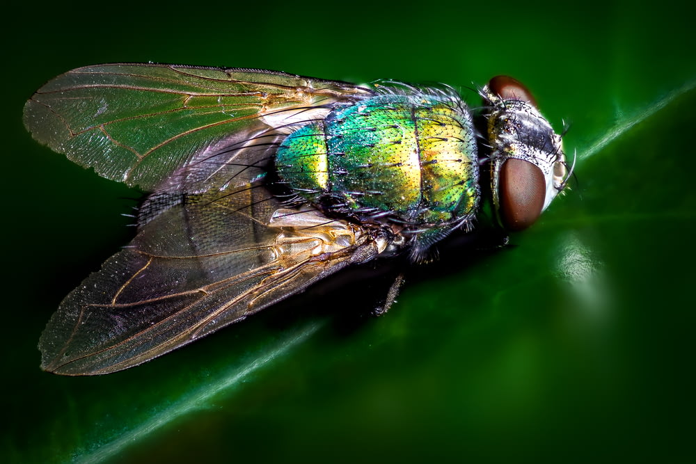 Photographie en gros plan de mouche bleue et verte