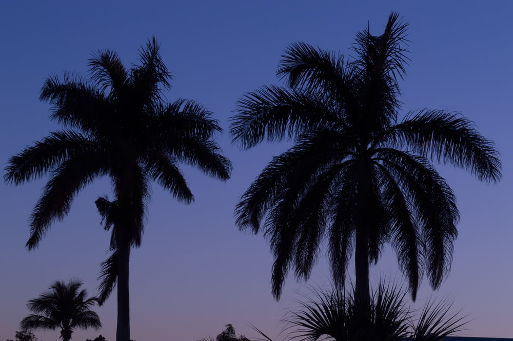 Photographie de silhouette palmiers