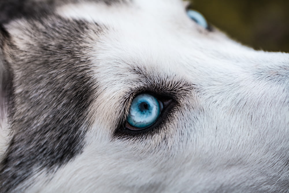 close-up photography of Siberian husky
