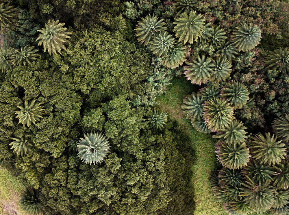 top-view photography of green trees