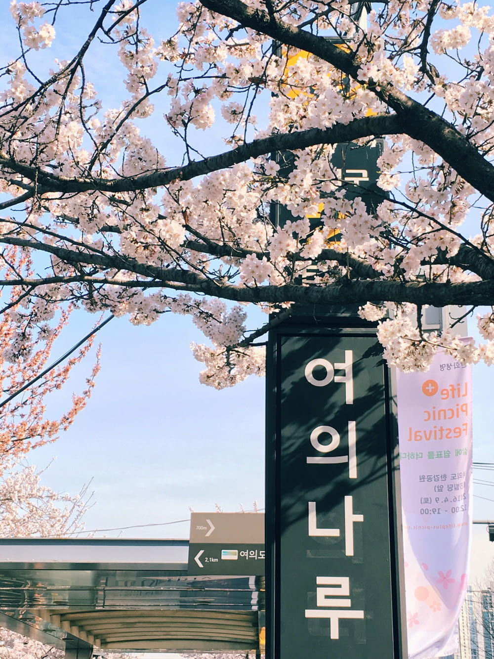green shed sign with Hangul text during daytime beside tree with light pink flowers during daytime