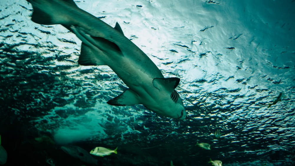shark swimming in body of water