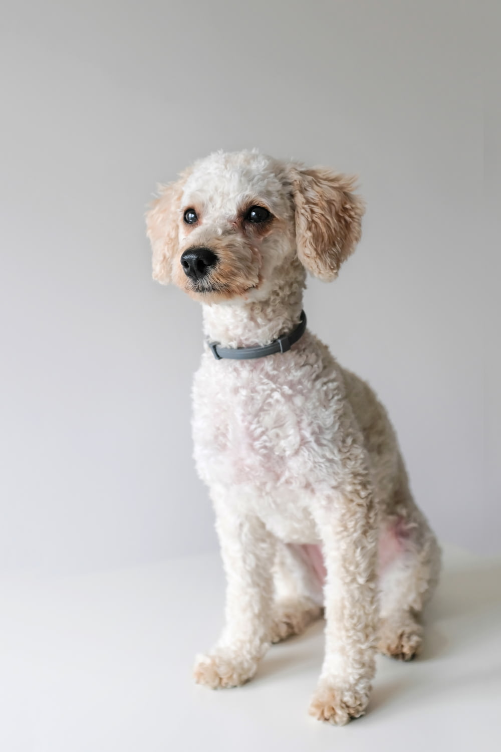 white toy poodle photography
