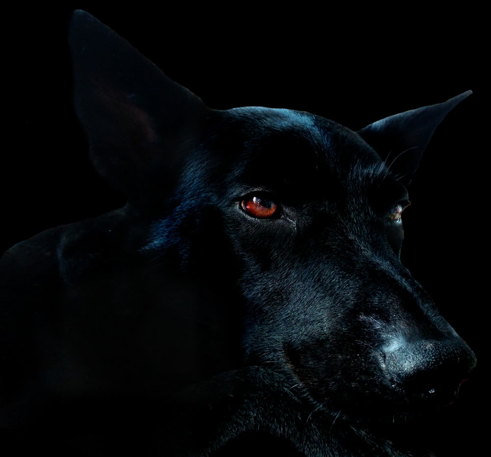 Closeup do cão preto