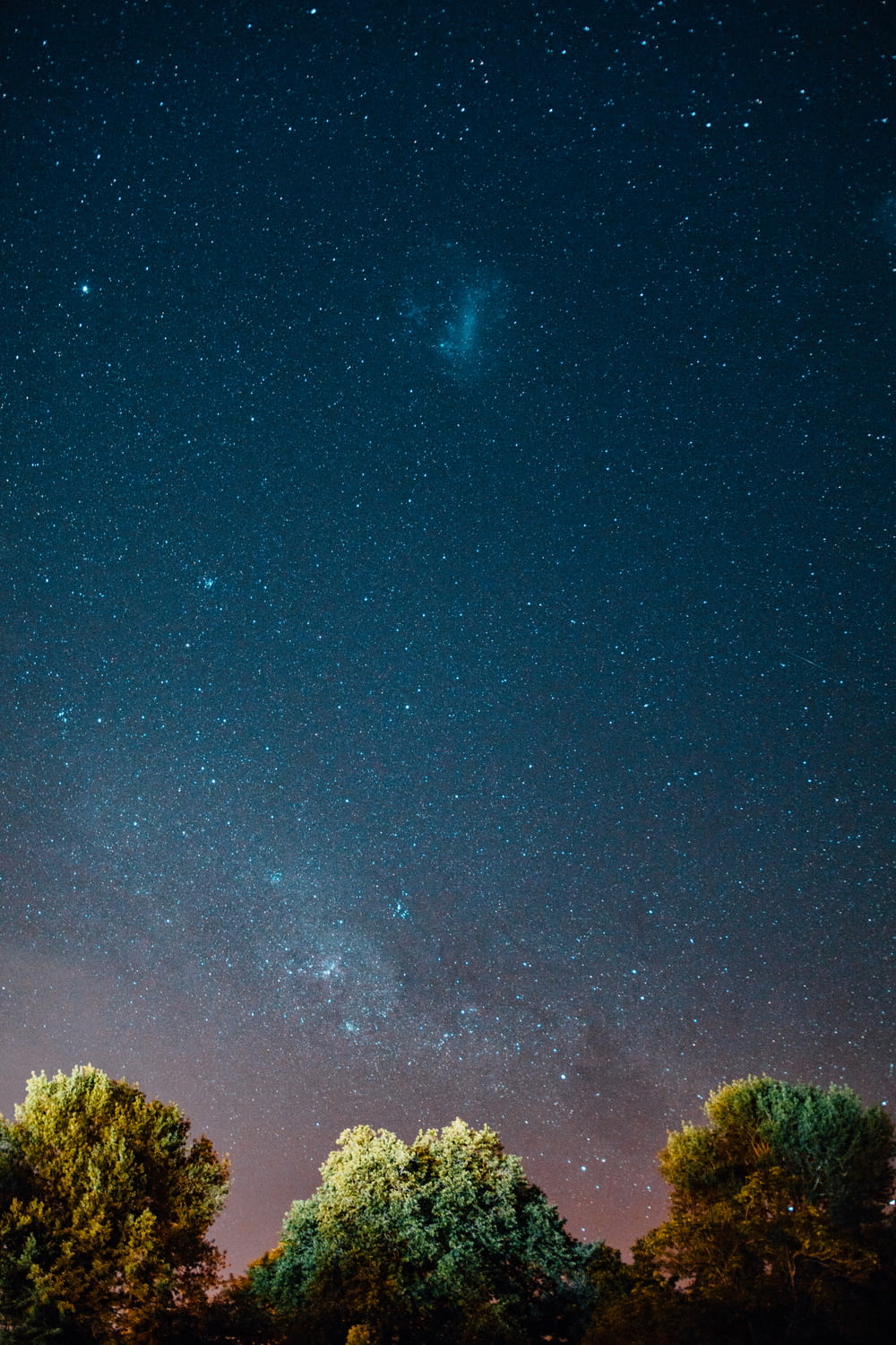 green trees under blue sky with stars