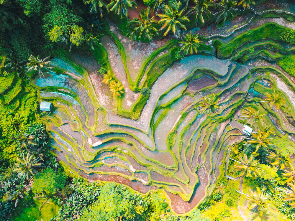 Fotografia aerea delle terrazze di riso durante il giorno
