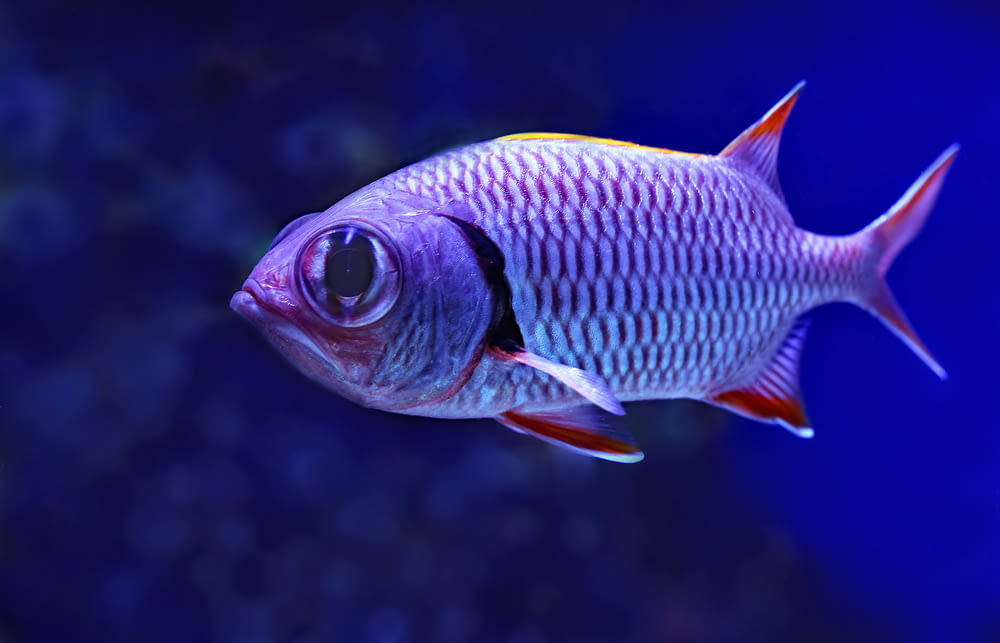 close-up photography of grey and red fish