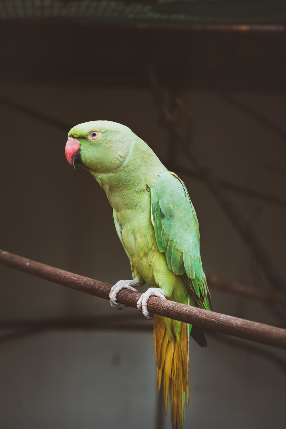 green parrot on tree branch during daytime