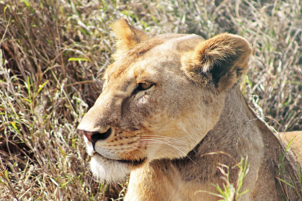 female lion on grass field