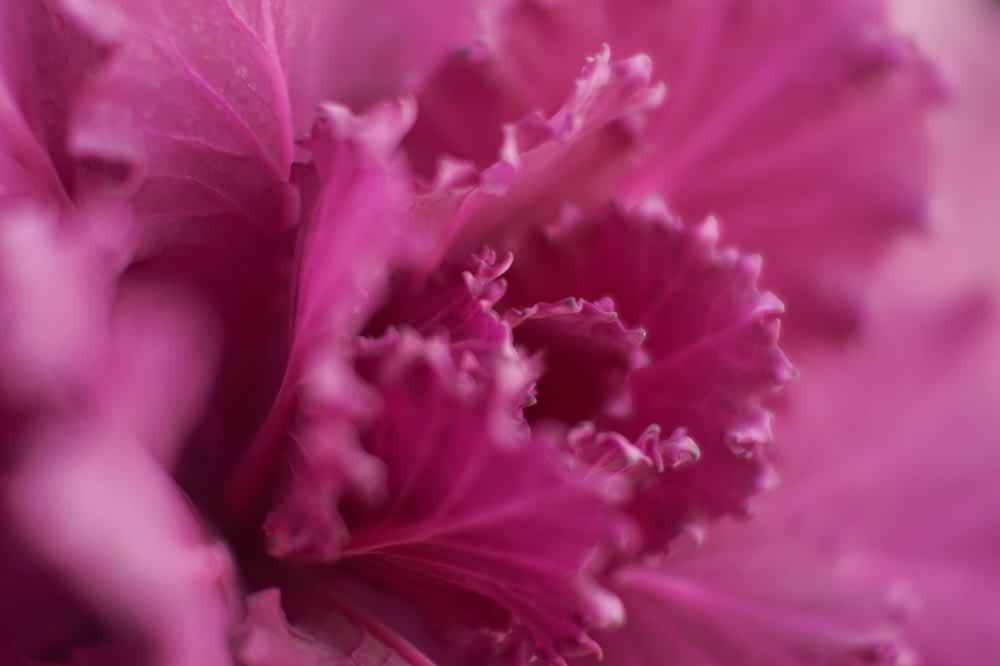 pink flower in macro photography