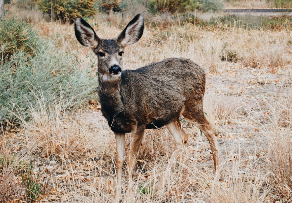 brown deer on grass at daytime