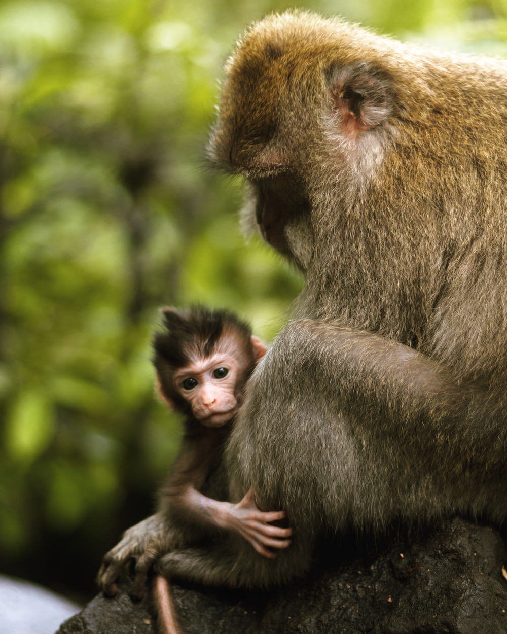gray monkey carrying baby monkey during daytime