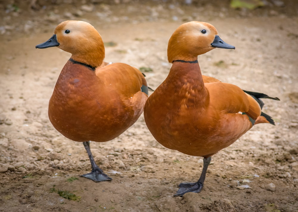 dois patos marrons