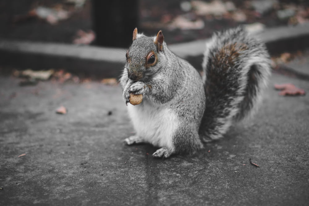 squirrel eating fruit