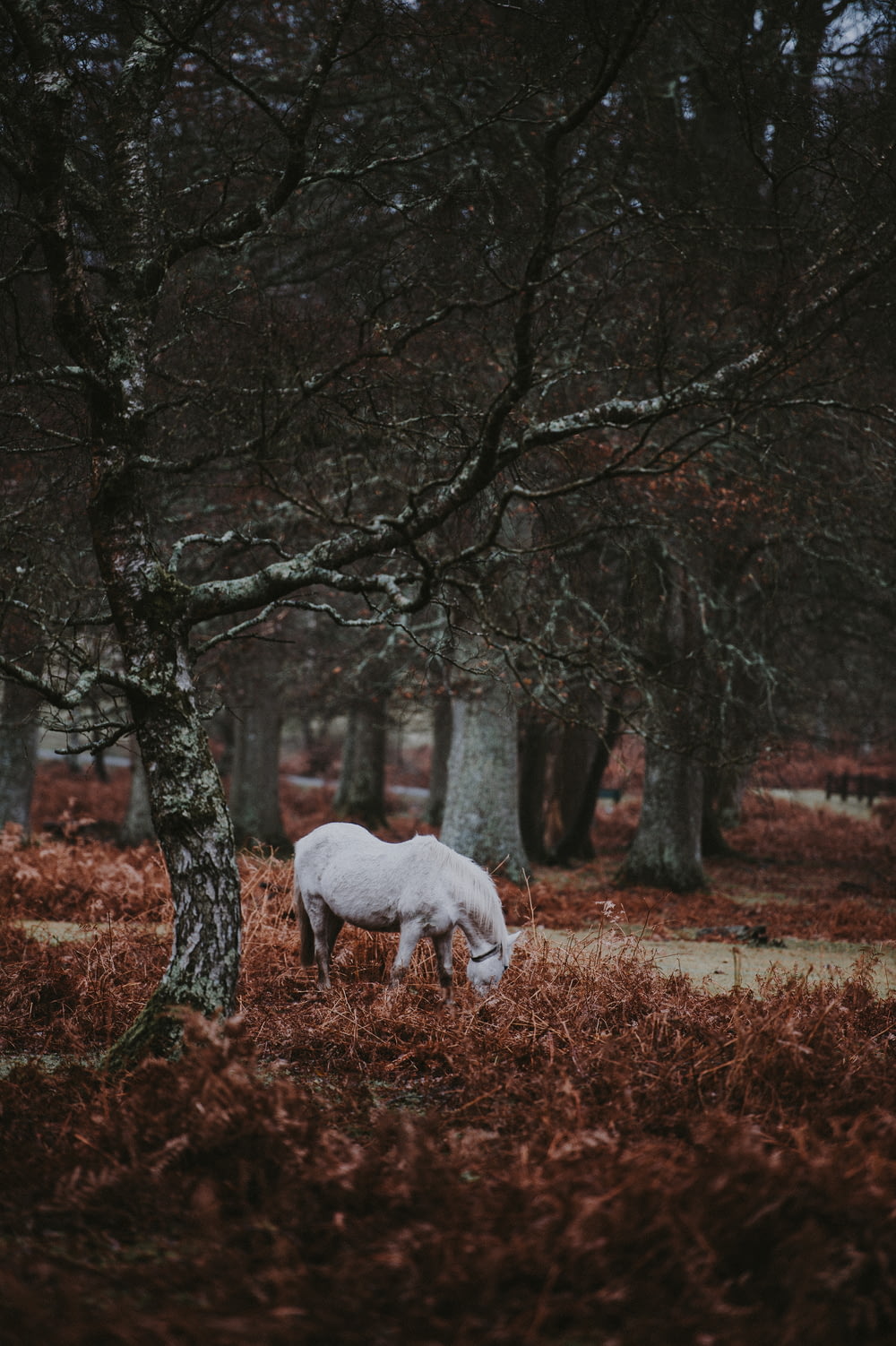 white horse beside bare tree