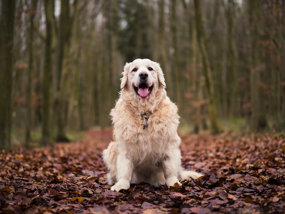 perro bronceado de pelo largo parado en hojas marrones lote