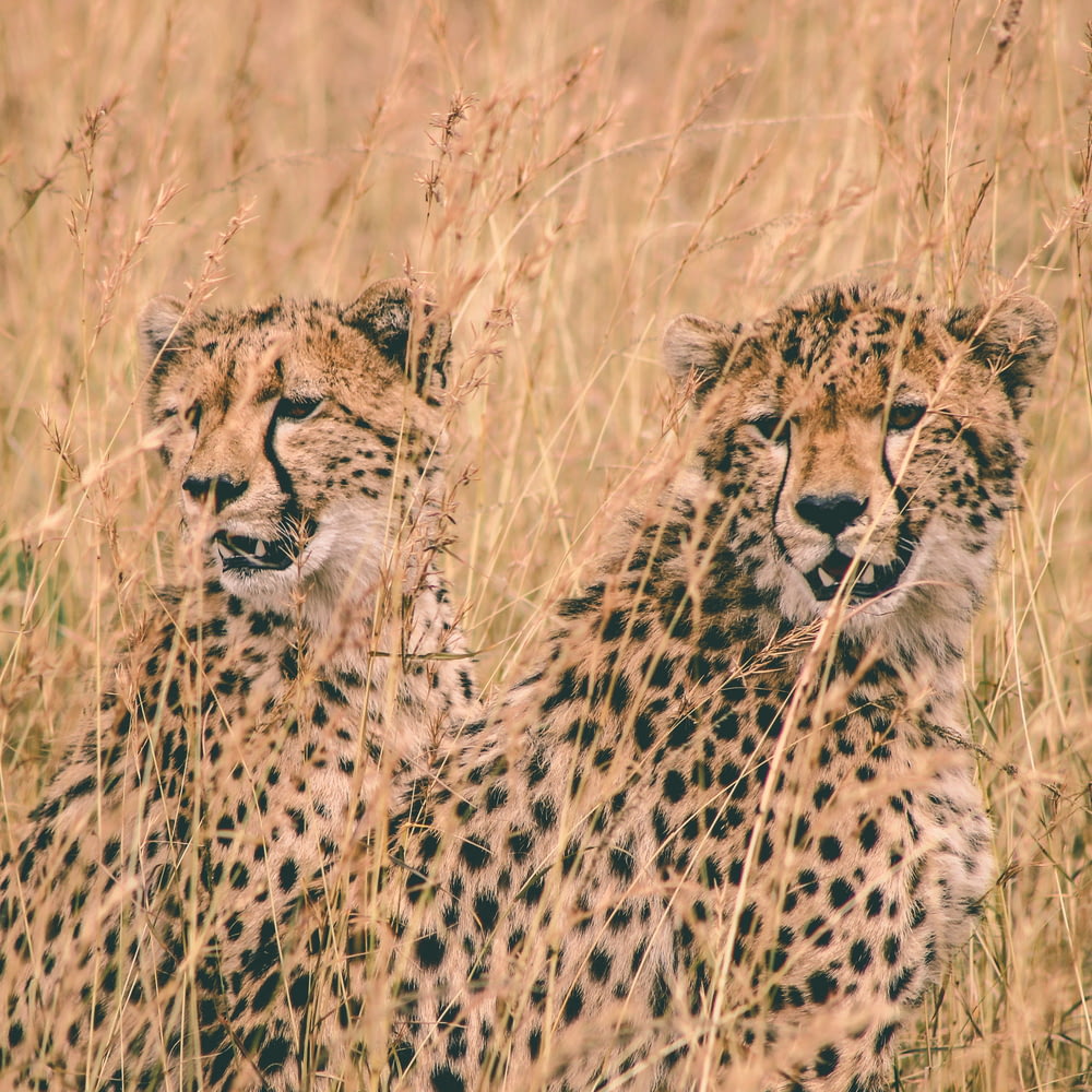 Dos guepardos sentados en el campo durante el día