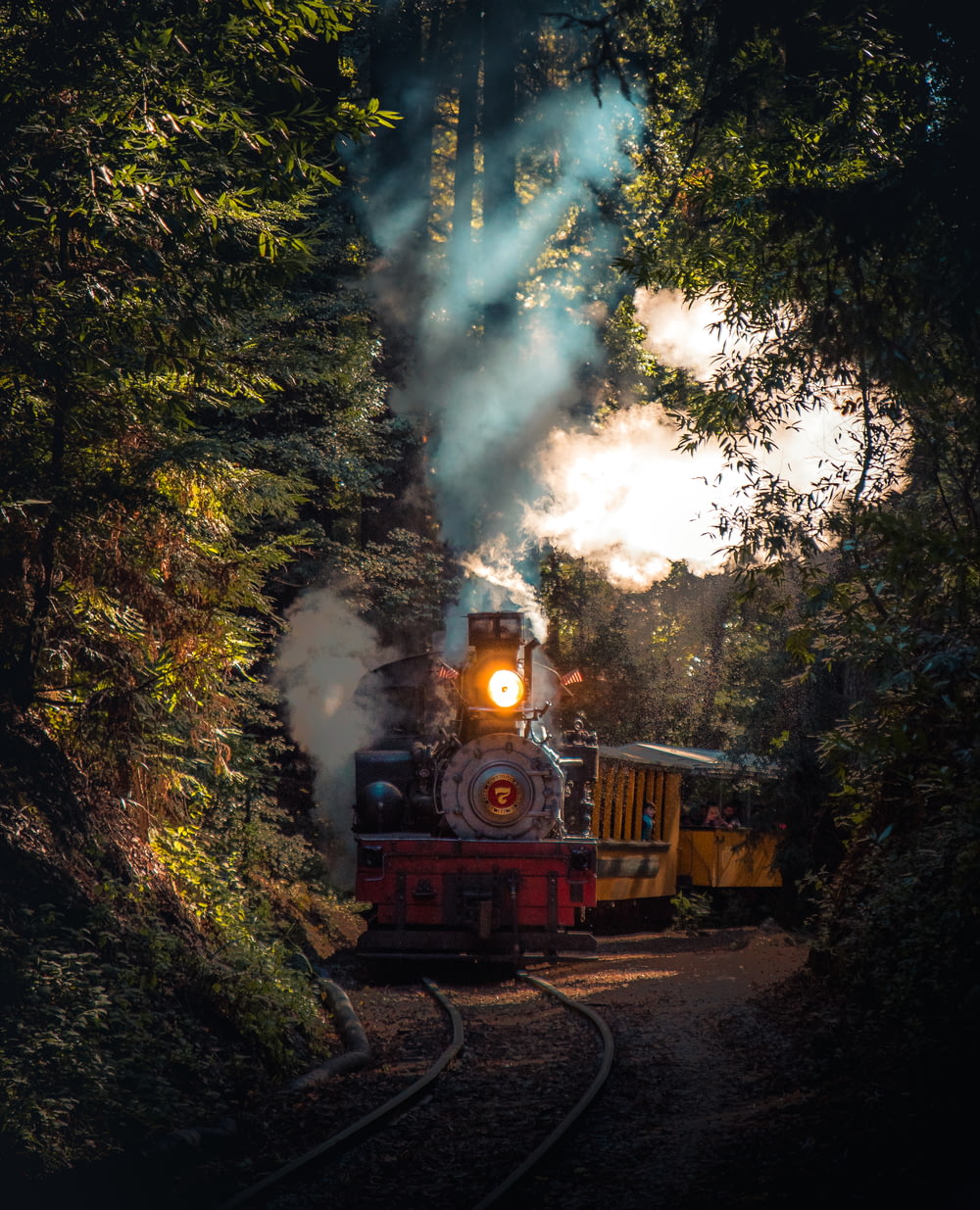 treno grigio e rosso che corre su rotaia tra gli alberi durante il giorno
