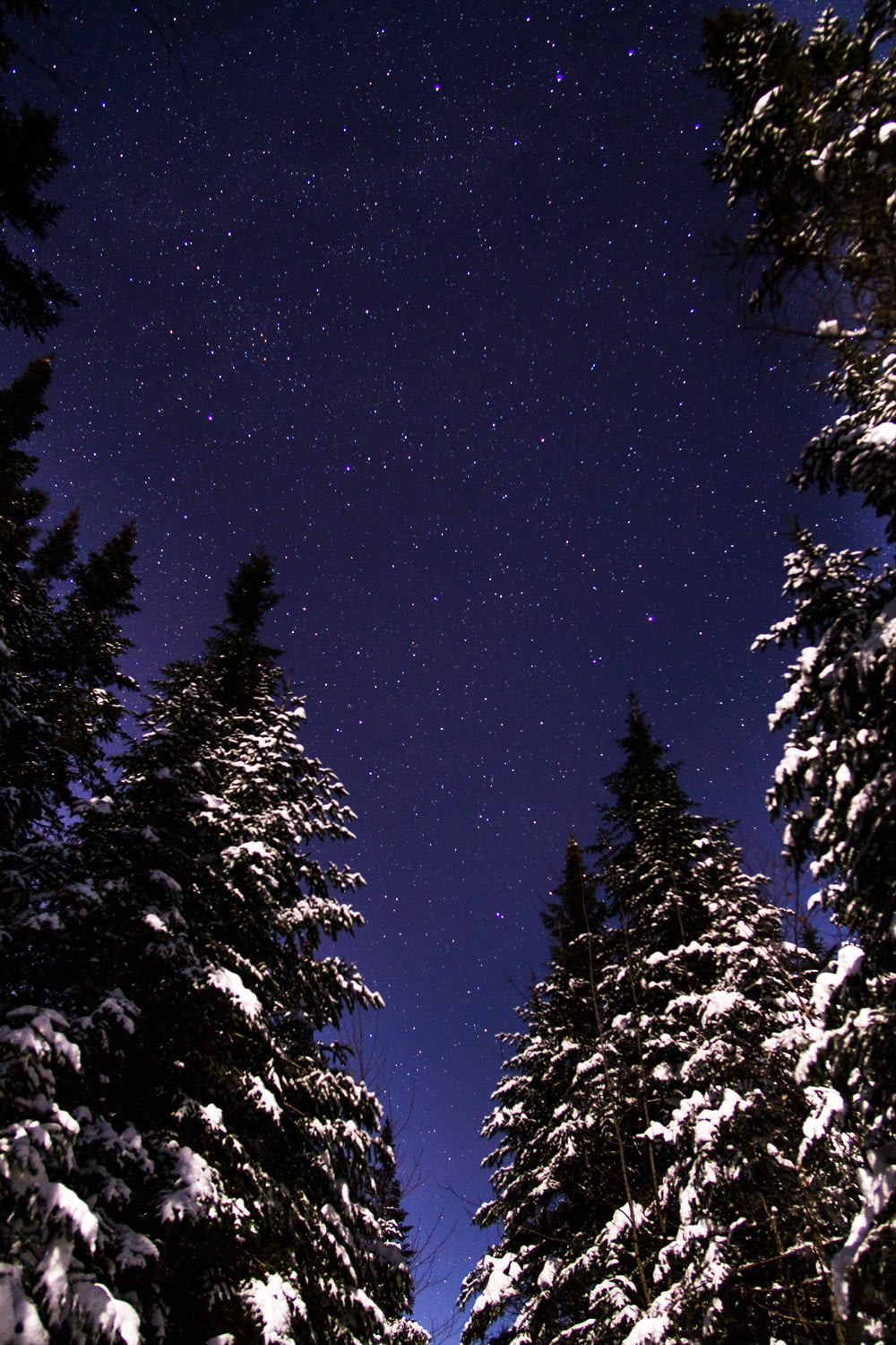 low angle view of pine trees under starry sky