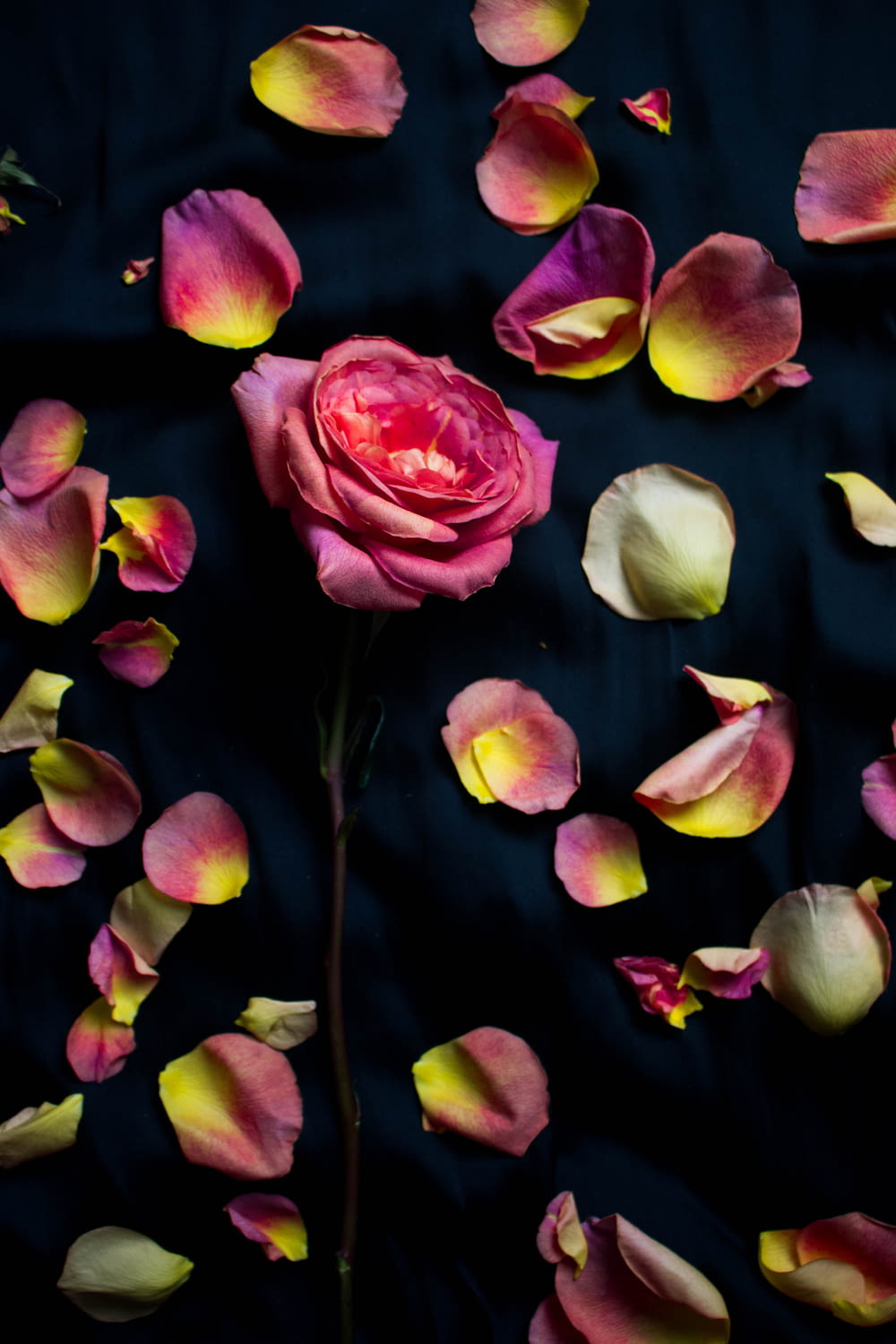 foto ravvicinata di petali rosa