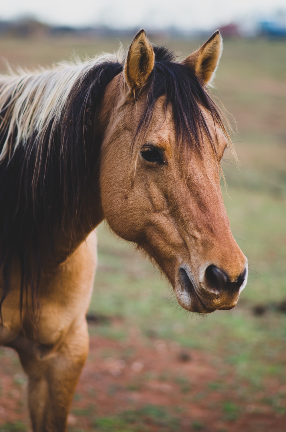 Tierfotografie von Brown Horse