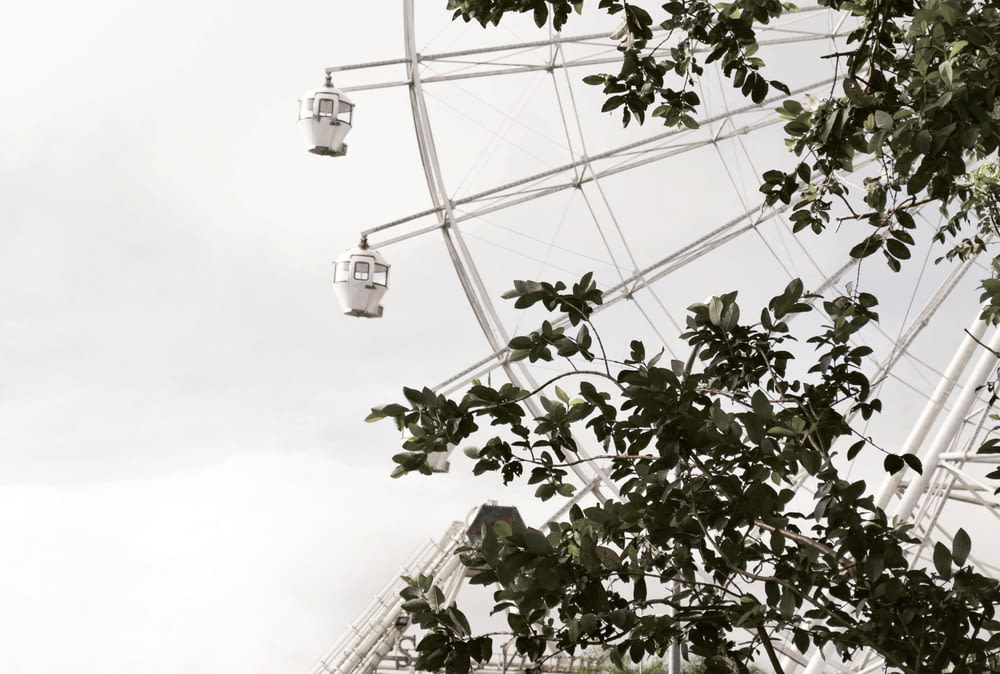 Ferris wheel can be seen through green leafed tree