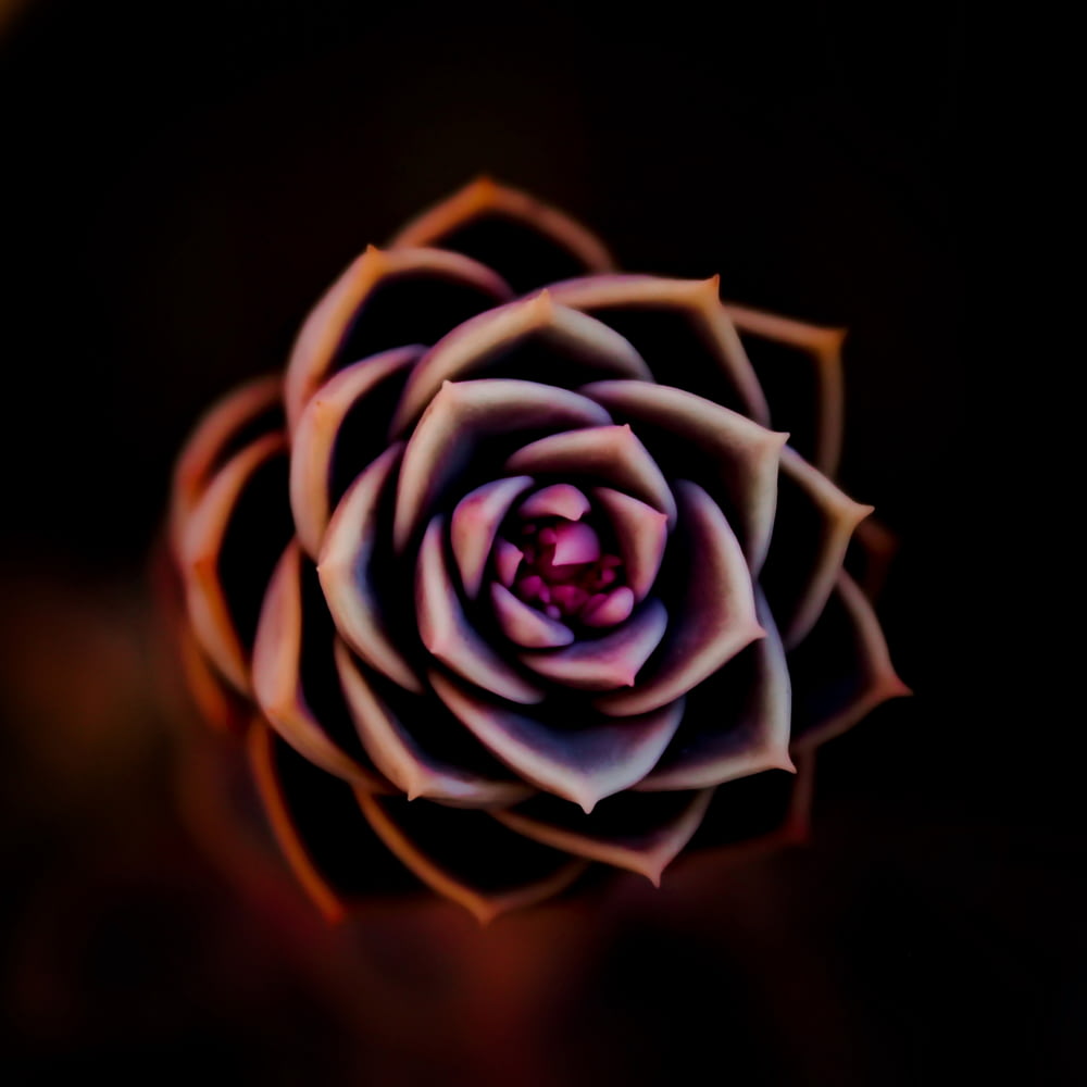 shallow focus photo of flower